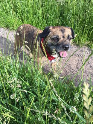 Tilly the Border Terrier