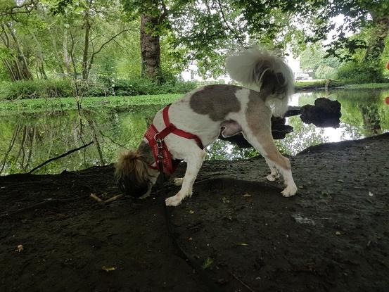 Buttom,  walking at Park