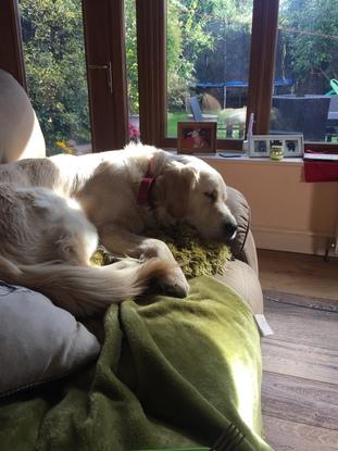 Biscuit, kept him company when he was a puppy then walked him every week for over a year 