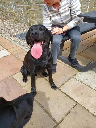 Captain working dog such a handsome boy