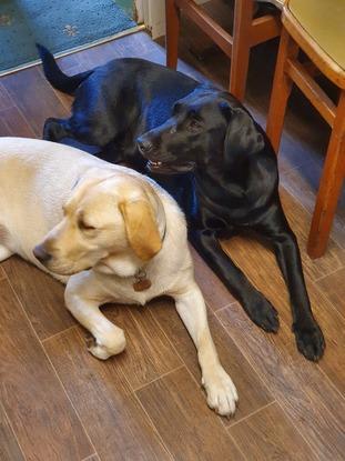 Wren and her friend pebble