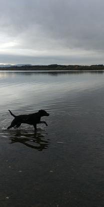 Nova swimming in our local loch