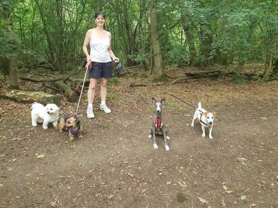 A walk in Bramingham Woods