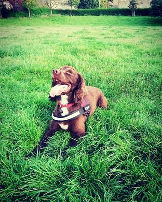 Chase, 3 years old sprocker 