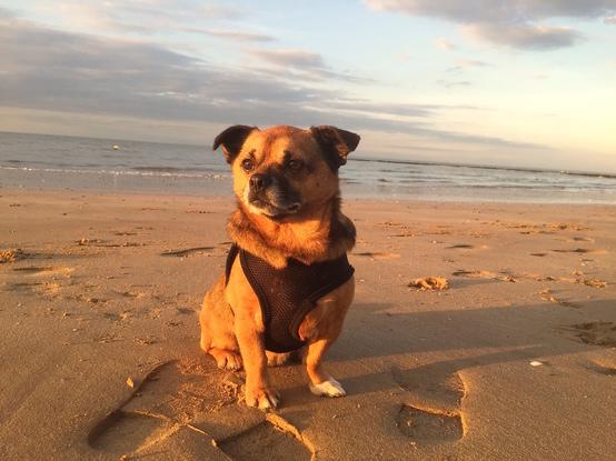 Pip on our beach in Westgate