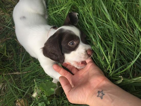 Willow at 8 weeks! 