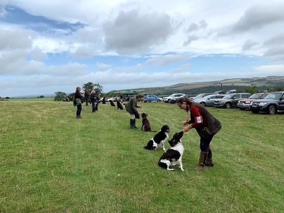 Gun dog training morning in Sussex