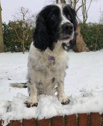 Boe my Springer Spaniel 