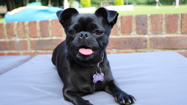 Bee my Chug (chihuahua cross pug)
