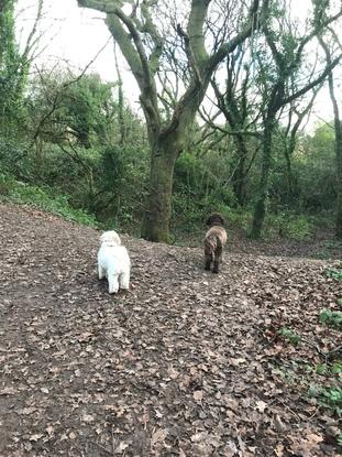 Loving a walk in the woods 