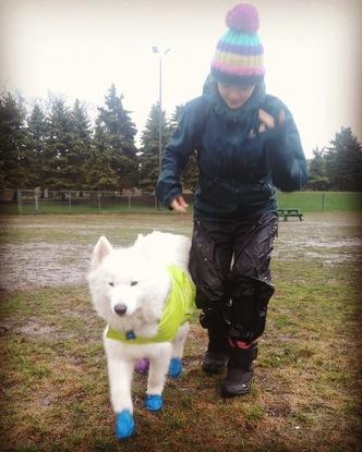 Otto :) dog walking in Montreal 