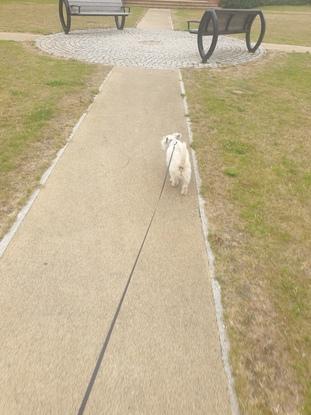 Walkies with our pal!