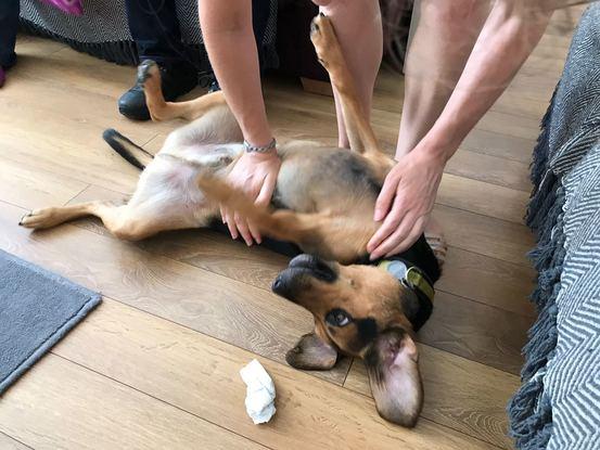 Belly rubs!