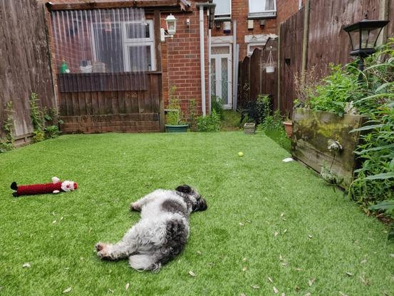 Beautiful little Alfie (Bichon x Jack Russell) resting in the sunshine in my back garden