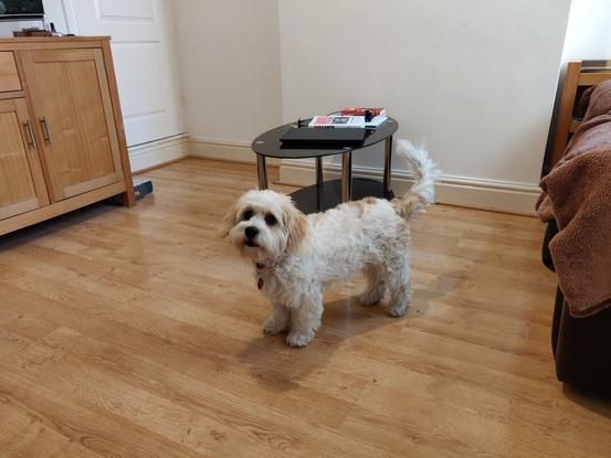 Cute Tyla (young pup, Bichon x Cavalier) wagging his tail and chilling in my living room.