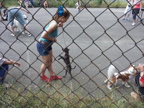 Captured in the training Mexican hairless dog named Tecuhtli