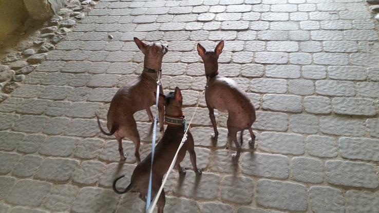 Going for a walk Dorado, Tecuhtli and Dominga