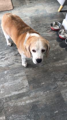 Alfie waiting for food 