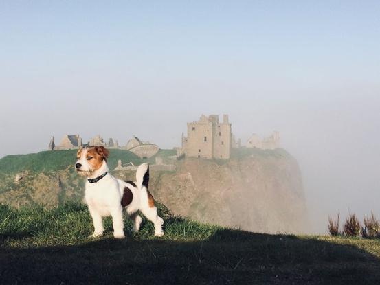 Buddy the Jack Russell cross