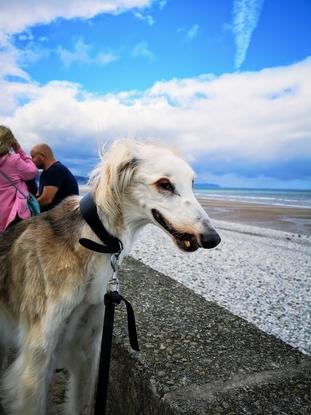 Jack at the beach