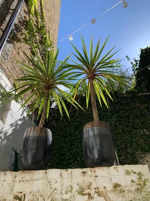 My garden