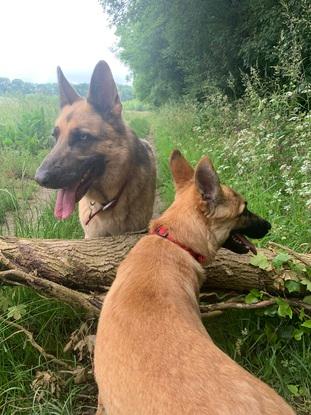 Ghost and Thor on a long walk