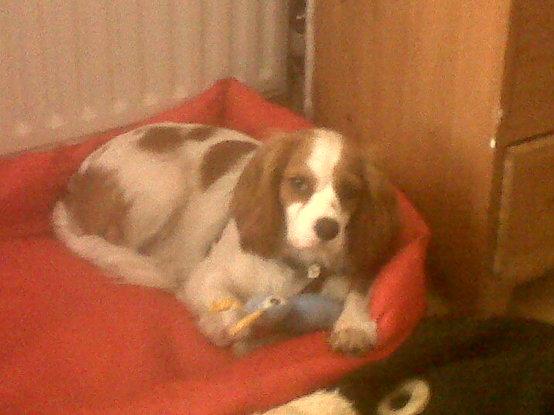 Millie