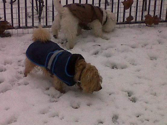 Oscar and Freddy