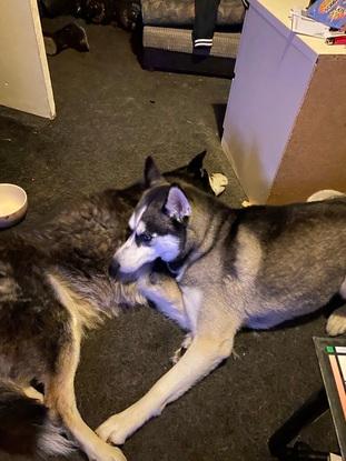 Enzo and Nova