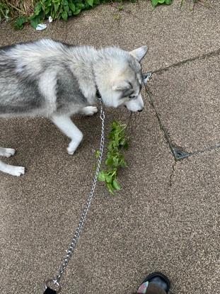 Axel on a walk
