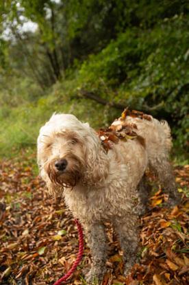 Autumn walk with Suki