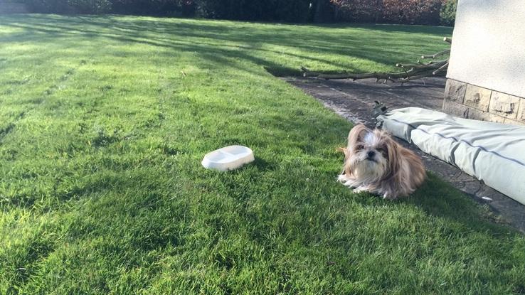 Dexter in the garden