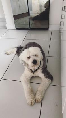 Rocko