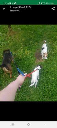 Rufus, Suzuki & Scrappy ❤️