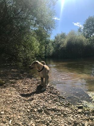 How good is a stream after a long walk on a sunny day in the garden after a good walk