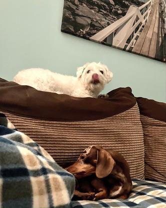 Lucky my dachshund with Harry the Westie Bijon