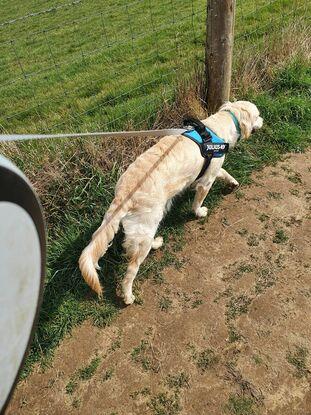 Lovely walk in the country