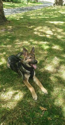 German Shepherd cross with a Wolf, named Bear.