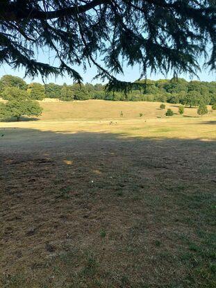 The park in my area is huge, with plenty of space for a dog to run freely.