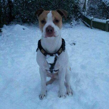 Pink nosed pitbull, one of the friendliest I've known, named Gunner.