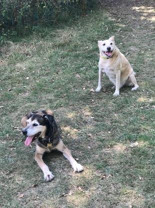 Two old boys in the park