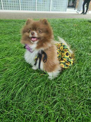 Coco at one of the many local parks