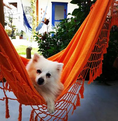 Jack on hammock