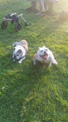 Molly and Puddles in the park