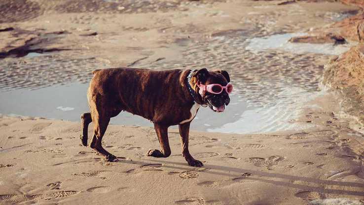 doggy day out at the beach :)