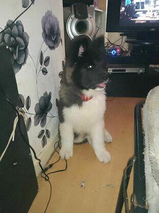 Akita pup chilling out