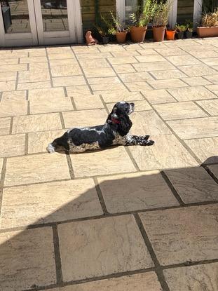 A sunbathe in the garden