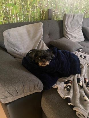 Bubbles on the sofa, stealing all the blankets