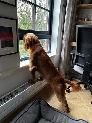 Hugo, working cocker spaniel enjoying the view