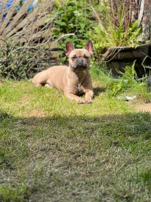 Enjoying the sunshine in the secure garden